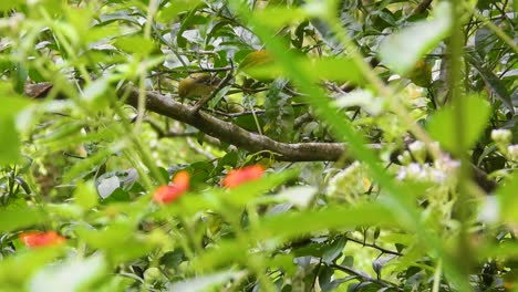 Olive-green-Tanager-Bird-Hopping-On-Tree-Branches-In-The-Garden