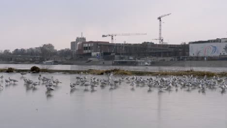 Eine-Vogelherde-Läuft-Auf-Dem-Eis-In-Der-Nähe-Eines-Flusses,-Einer-Städtischen-Uferkonstruktion
