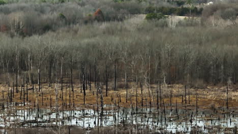Marsh-wetland-environment-in-winter,-tilt-up-reveals-vast-landscape,-Arkansas