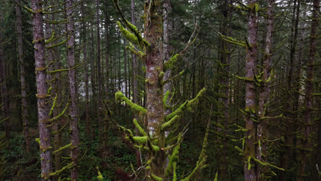 Pacific-Northwest-Moss-forest-and-nature-in-Washington-State