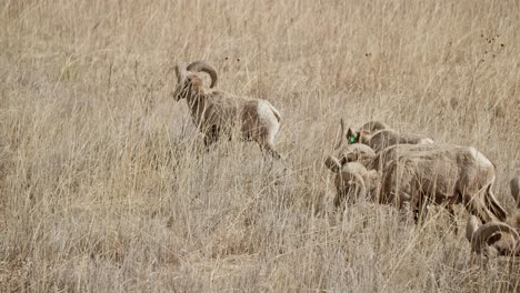 Bighorn-sheep-grazing-in-the-dry-grass-at-Garden-of-the-Gods,-Colorado