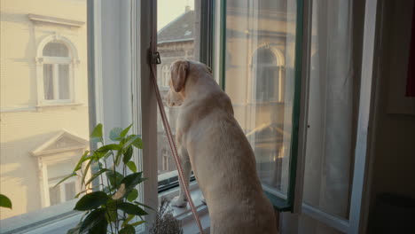 Adorable-Labrador-retriever-stands-and-looks-out-the-window