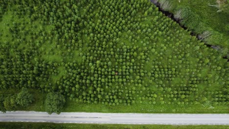 Top-View-Of-Pine-Tree-Plantation-In-Bohuslan,-Sweden