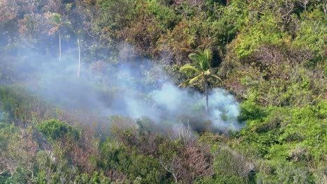Cabo-Cabrón-forest-fire-smoke-rising-through-vegetation-around-palm-tree