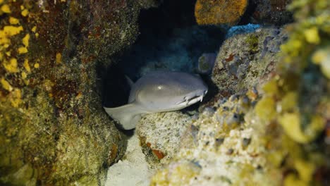 Cozumel.Reef-and-shark.-Mexico.-Underwater-life