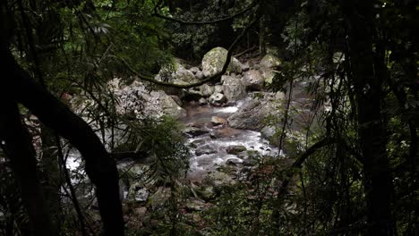 View-of-Cave-creek-from-within-the-forest-along-the-walking-trail,-Natural-Bridge,-Springbrook-National-Park