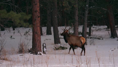 Alce-Toro-Asta-Manada-Montañas-Rocosas-Denver-Colorado-Parque-Nacional-De-Yellowstone-Montana-Wyoming-Idaho-Fauna-Silvestre-Animal-Puesta-De-Sol-Invierno-Caminando-Por-Bosque-Prado-Fuera-De-Campo-Cazador-De-Dólares-Pan-Seguir