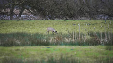 Reh-Hirsch-Grasen-In-Grasbewachsenen-Feuchtgebieten-Am-Flussufer-An-Einem-Herbsttag