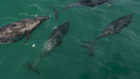 Top-Down-View-of-Dusky-and-Bottlenose-Dolphins-Swimming-in-Slow-Motion-in-Kaikoura,-New-Zealand