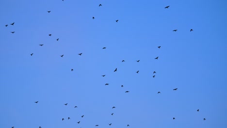 Frame-Fill-of-Flock-of-Flying-Silhouette-Birds-Against-Blue-Sky-SLOMO