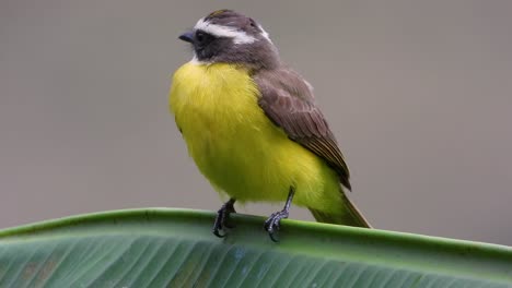 Kiskadee-Menor-De-Pie-Sobre-Una-Hoja-Pequeña,-Parque-Nacional-Los-Nevados,-Colombia