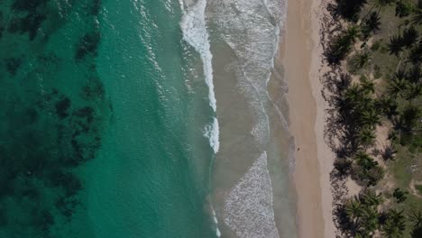 Person-walking-on-remote-tropical-beach-lined-with-palm-trees,-top-down-drone