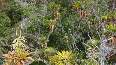 Observing-bromeliads-within-Risaralda-rainforest,-Colombia,-employing-drones