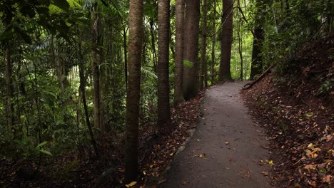 Vista-Estática-Del-Sendero-Para-Caminar-Y-El-Bosque,-Puente-Natural,-Parque-Nacional-Springbrook-Gold-Coast,-Australia