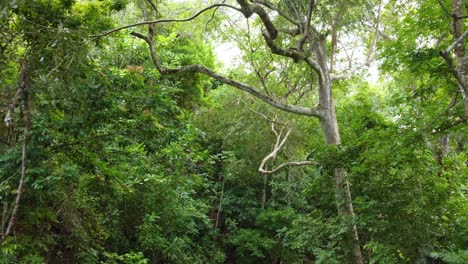 Bosque-Tropical,-Exploración-Desde-Un-Drone