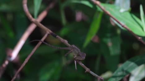 Looking-straight-towards-the-camera-as-seen-deep-in-the-forest-waiting-for-its-prey-to-appear,-Oriental-Garden-Lizard-Calotes-versicolor,-Thailand