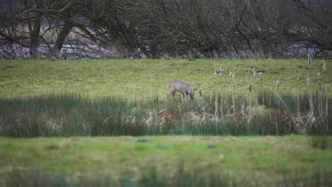 Corzo-Ciervo-Pastando-En-La-Hierba-En-La-Orilla-Del-Río-En-El-Ventoso-Clima-Otoñal