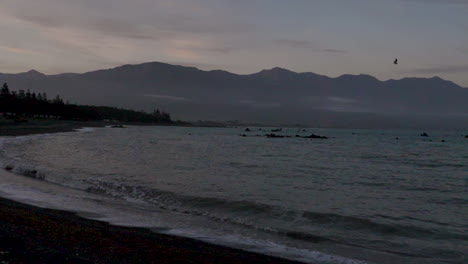 Zeitlupenaufnahme-Eines-Strandes-In-Der-Abenddämmerung-Mit-Bergen-Im-Hintergrund-Und-Einer-Möwe---Kaikoura,-Neuseeland