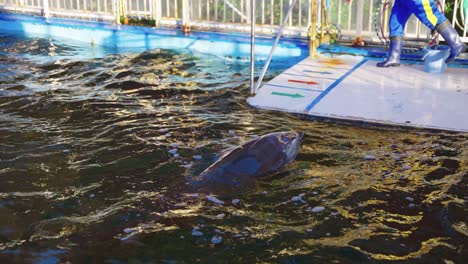 Slow-Motion-4k-Shot-as-Dolphin-waits-for-treat-from-trainer