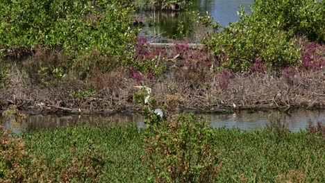 Seen-behind-some-plants-then-moves-to-the-left-as-the-camera-slides-to-follow,-Grey-Heron-Ardea-cinerea,-Thailand