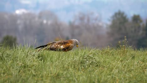 Impressive-red-kite-bird-on-green-field-hunts-for-worms