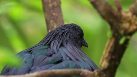 Close-up-shot-of-a-wild-adult-nicobar-pigeon,-caloenas-nicobarica-with-a-distinctive-bill-knob,-roosting-in-dense-vegetation,-slowly-falling-asleep,-a-near-threatened-animal-bird-species