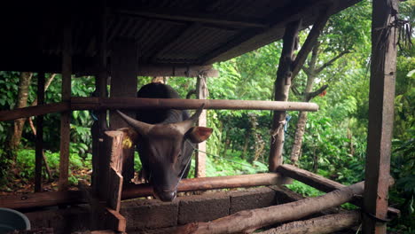 Vaca-Domesticada-En-La-Isla-Tropical-De-Bali,-Indonesia.