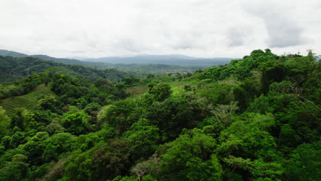 Volar-Sobre-Los-árboles-En-La-Naturaleza-Salvaje