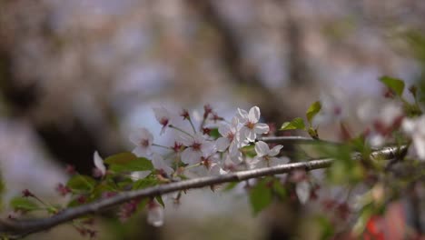 Tokio,-Japan,-Japanische-Bäume,-Kirschblüten