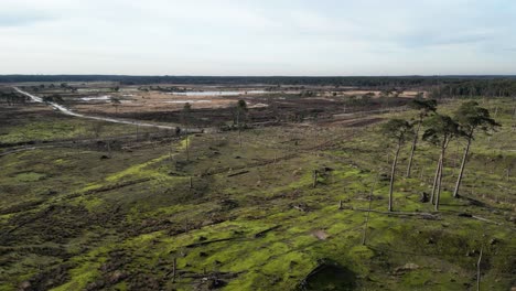 Kalmthoutse-Heidegebiet,-Wo-Bäume-Gefällt-Wurden,-Drohne-Fliegt-Vom-Grünen-Gebiet-In-Richtung-Des-Leblosen-Bräunlichen-Gebiets