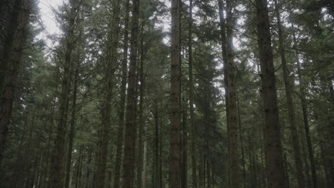 Pine-tree-tops-from-below-tilt