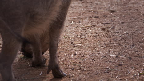 Wild-boar-sniffs-ground---close-up-from-behind