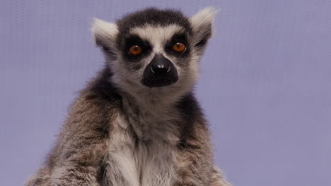 Lemur-Schaut-Neugierig-In-Richtung-Kamera,-Während-Er-Sich-Im-Gehege-Befindet---Mittlere-Aufnahme