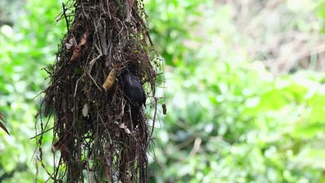 Seen-with-its-head-inside-while-perched-on-the-mouth-of-its-nest-then-looks-towards-the-camera,-Dusky-Broadbill-Corydon-sumatranus,-Thailand