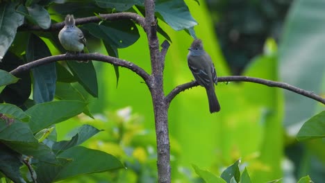 Two-tufted-titmice-perched-on-a-tree-branch,-vibrant-green-foliage-background,-tranquil-nature-scene,-static-shot