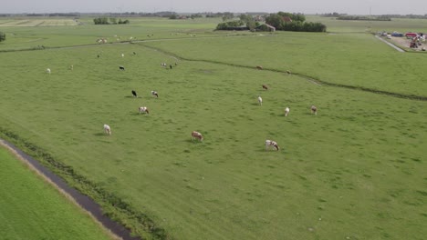 Luftaufnahme-Von-Alten-Autos,-Die-Auf-Feldwegen,-Friesland,-Niederlande,-Rennen-Fahren