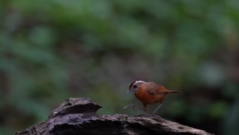 Un-Pájaro-Charlatán-Javanés-De-Capa-Negra-Y-Plumas-Marrones-Caminando-Sobre-La-Rama-De-Madera-Mientras-Come-Termitas