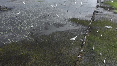 Vista-Aérea-De-Drones,-La-Cámara-Del-Drone-Está-Siguiendo-A-Una-Garza-Y-Muchas-Están-Volando-Y-Muchas-Están-Cazando-Presas-Y-Se-Ve-Mucha-Agua