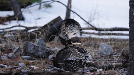 Wild-turkeys-in-a-snowy-area-hunt-and-peck-for-food,-slow-motion