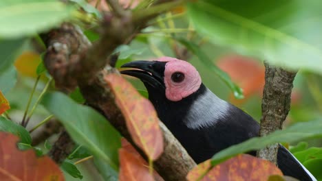 Primer-Plano-De-Un-Coleto,-Sarcops-Calvus-Posado-En-Una-Rama-De-árbol,-Chirriando-En-Medio-De-La-Exuberante-Copa-De-Los-árboles-De-Su-Hábitat-Natural,-Preguntándose-Por-El-Entorno-Que-Lo-Rodea