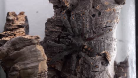 tarantulas-spider-psalmopeus-irminia-on-bark-in-terrarium-morning-routine