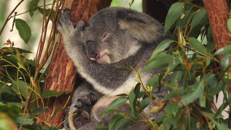 Koala-sleeping-in-a-eucalyptus-tree---isolated-close-up