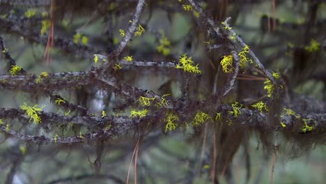 Young-Conifer-Needles-Sprouting-On-Tree-Branches-In-Boise-National-Forest,-Boise,-Idaho
