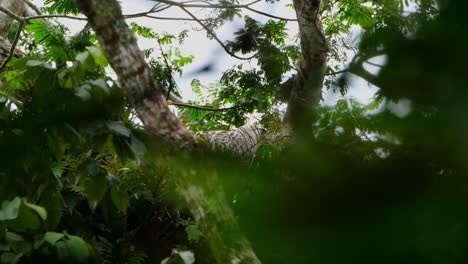 Camea-zooming-out-as-this-eagle-looks-through-thick-branches-and-leaves,-Philippine-Eagle-Pithecophaga-jefferyi,-Philippines