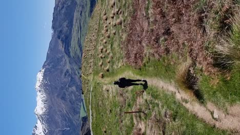 Vertical-of-a-woman-walking-in-a-hke-with-tussock-grassland-and-snow-capped-mountains-in-Wanaka-New-Zealand