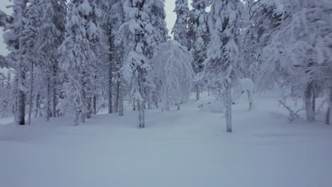 Un-Dron-Vuela-A-Través-De-Un-Bosque-Cubierto-De-Nieve-En-Laponia,-Finlandia-Y-El-Círculo-Polar-ártico.