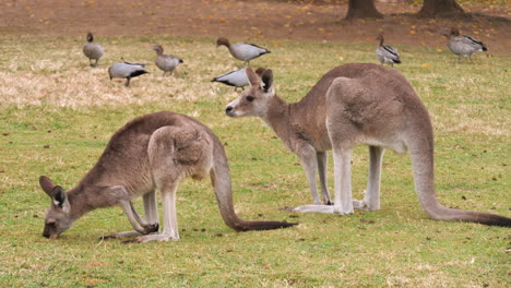 Red-kangaroos-grazing-in-a-grassland-field---ducks-in-the-background