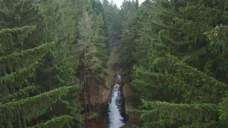 Der-Bach-Ist-Die-Lebensader-Für-Unzählige-Pflanzen-Und-Tiere,-Die-Im-Wald-Heimisch-Sind