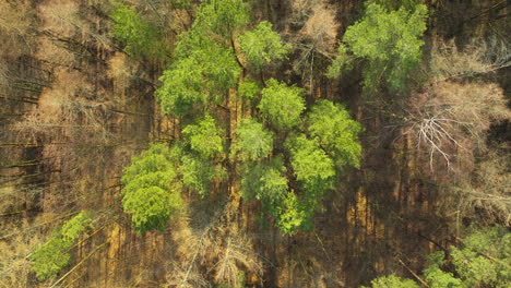 A-top-down-view-over-a-forest-canopy,-pockets-of-green-trees-stand-out-against-a-majority-of-bare-branched-trees,-signaling-the-onset-of-autumn-or-the-effects-of-deforestation-or-tree-disease