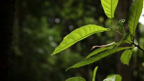 Detail,-backlit-view-of-a-leaf-from-the-walking-trail,-Natural-Bridge,-Springbrook-National-Park